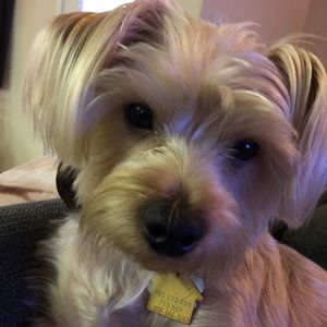 Meet your Posher, Bridgette